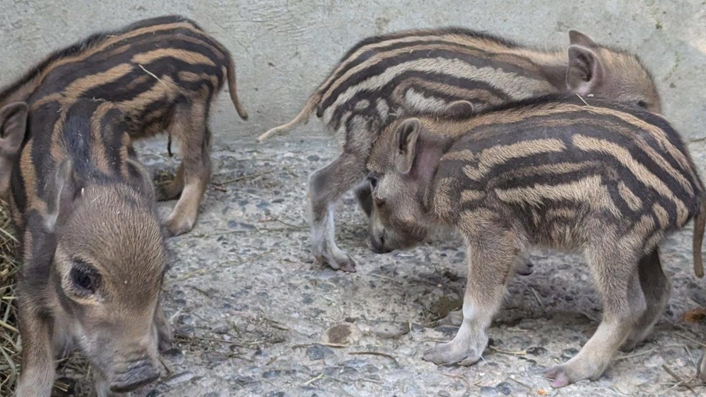 Nachwuchs im Wildpark, Wildschweine