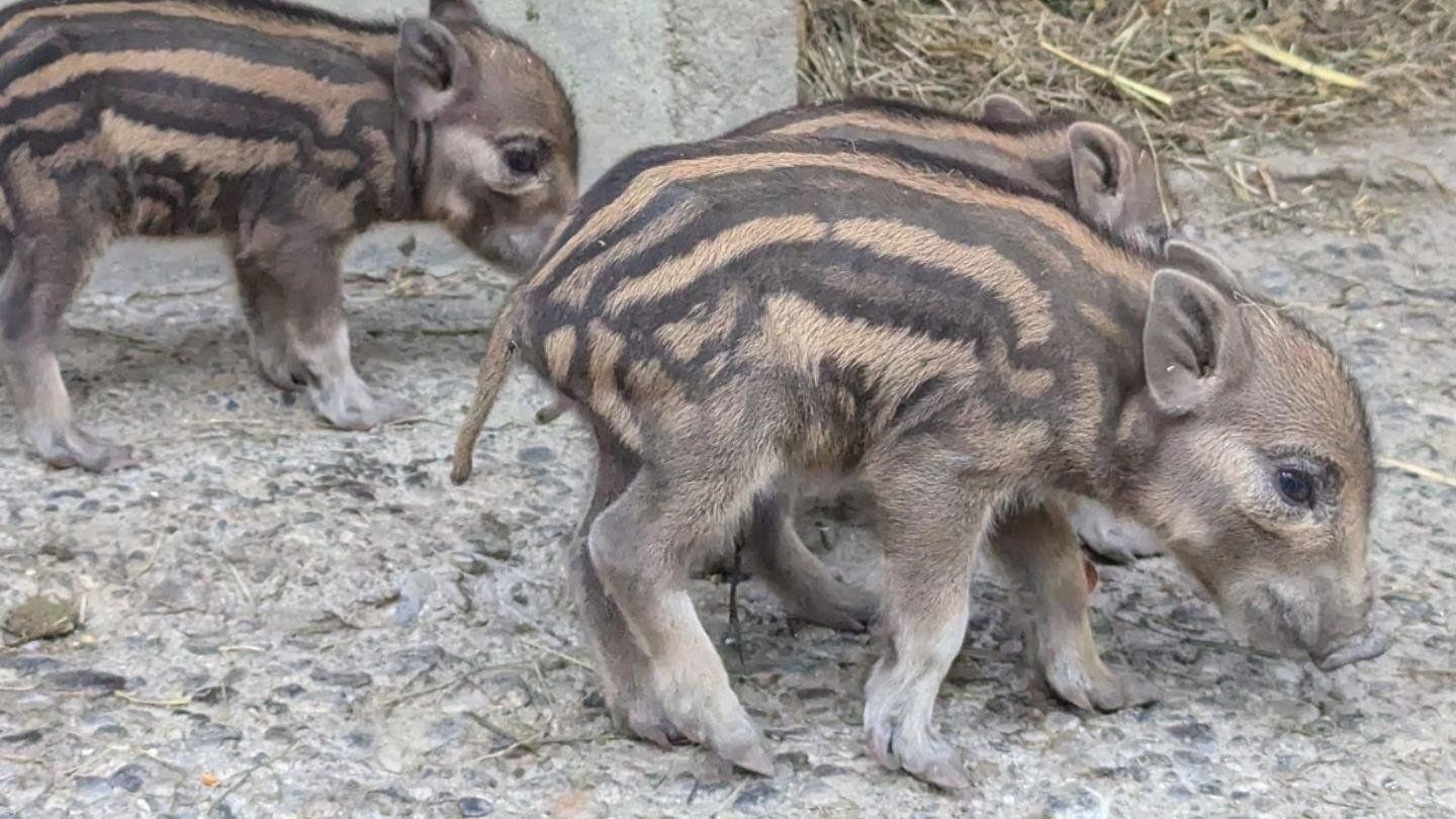Nachwuchs im Wildpark, Wildschweine