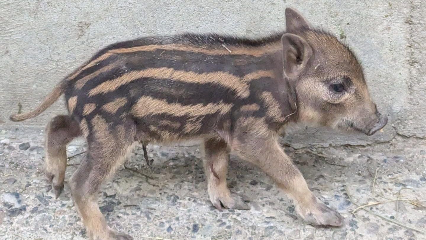 Nachwuchs im Wildpark, Wildschweine