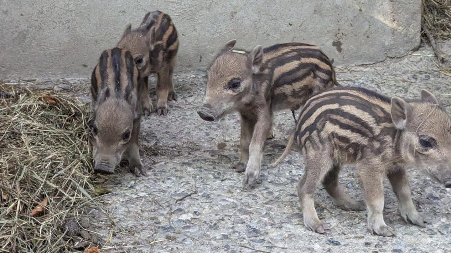 Nachwuchs im Wildpark, Wildschweine