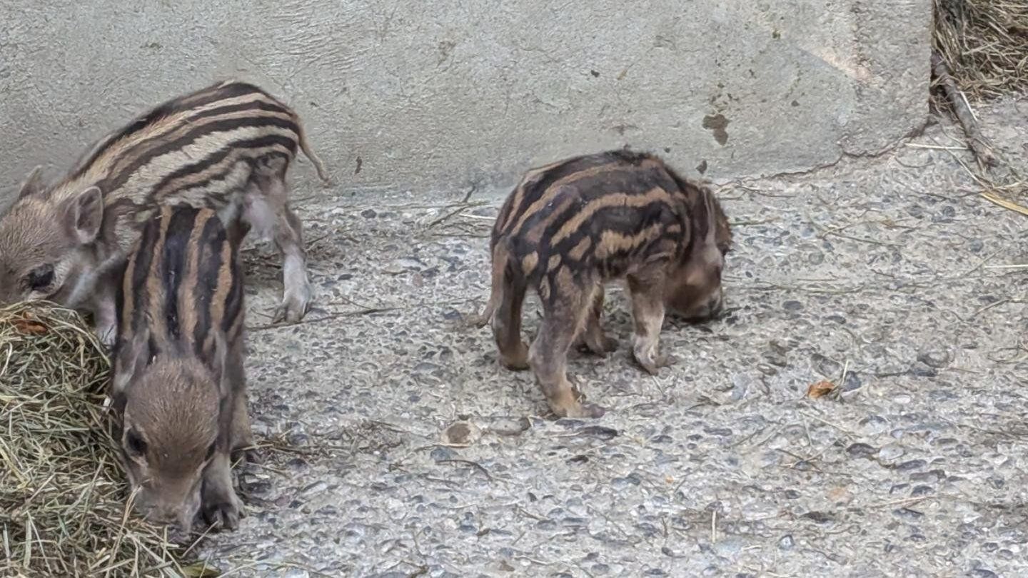 Nachwuchs im Wildpark, Wildschweine