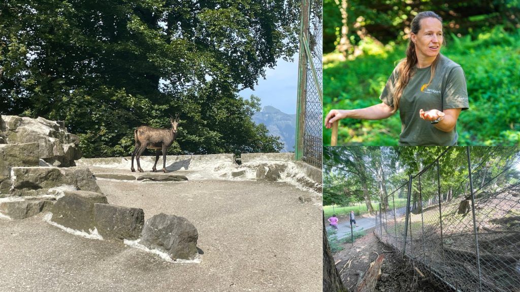 Nach Sturmchaos: Zustand der verletzten Tiere und andauernde Aufräumarbeiten