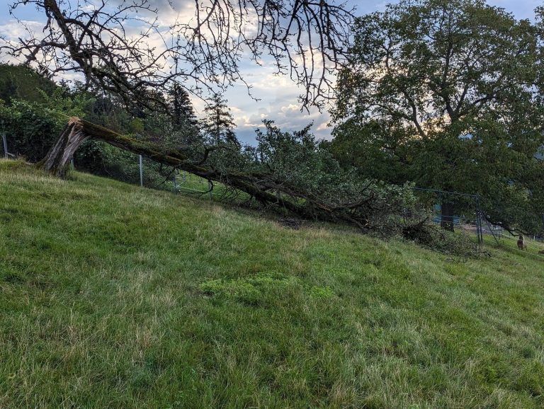 Unwetter Feldkirch Wildpark