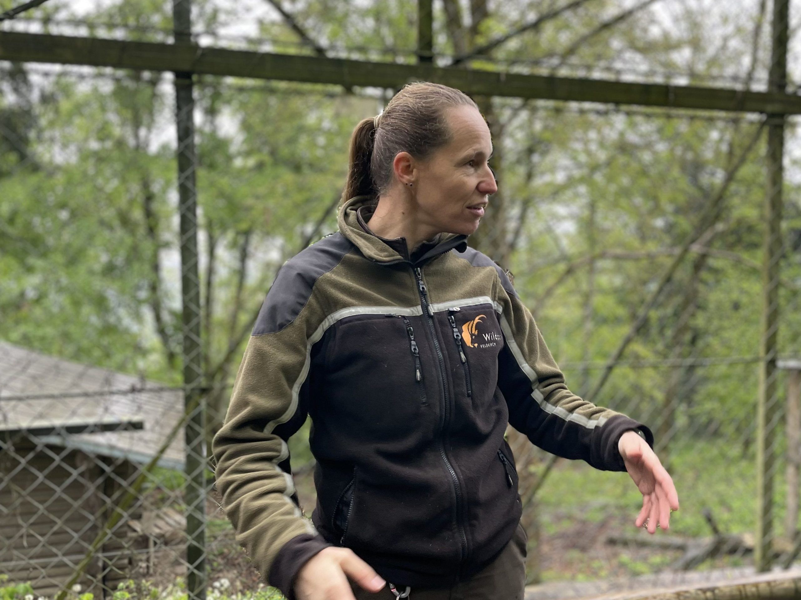 Luchsauswilderung Wildpark 2024