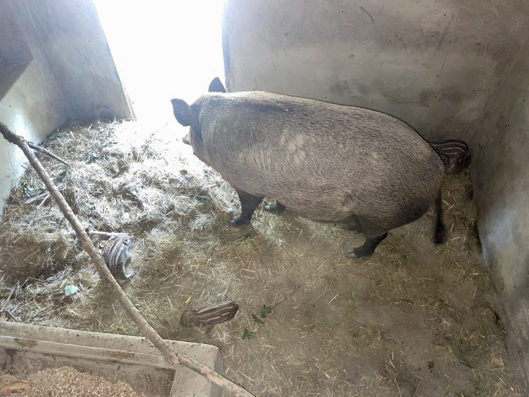 Nachwuchs Wildschweine Wildpark