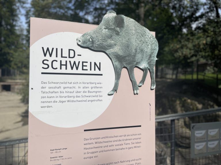 Nachwuchs Wildschweine Wildpark
