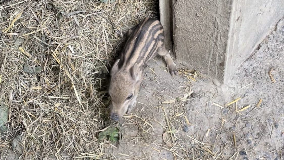 Nachwuchs Wildschweine Wildpark
