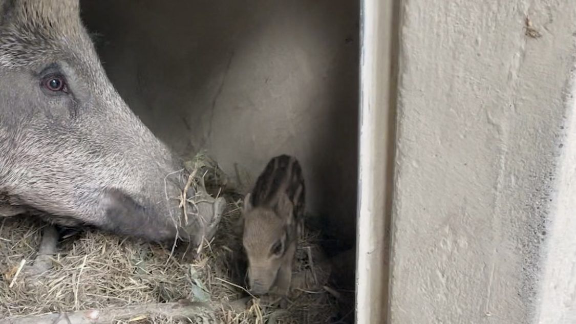 Nachwuchs Wildschweine Wildpark