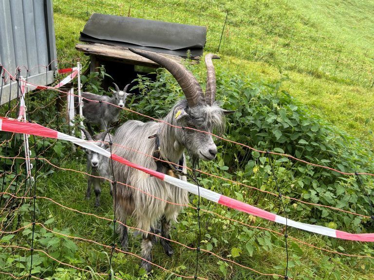 Petra Stemer, Stickerin, Montafoner Tracht, Vorarlbergerin des Tages