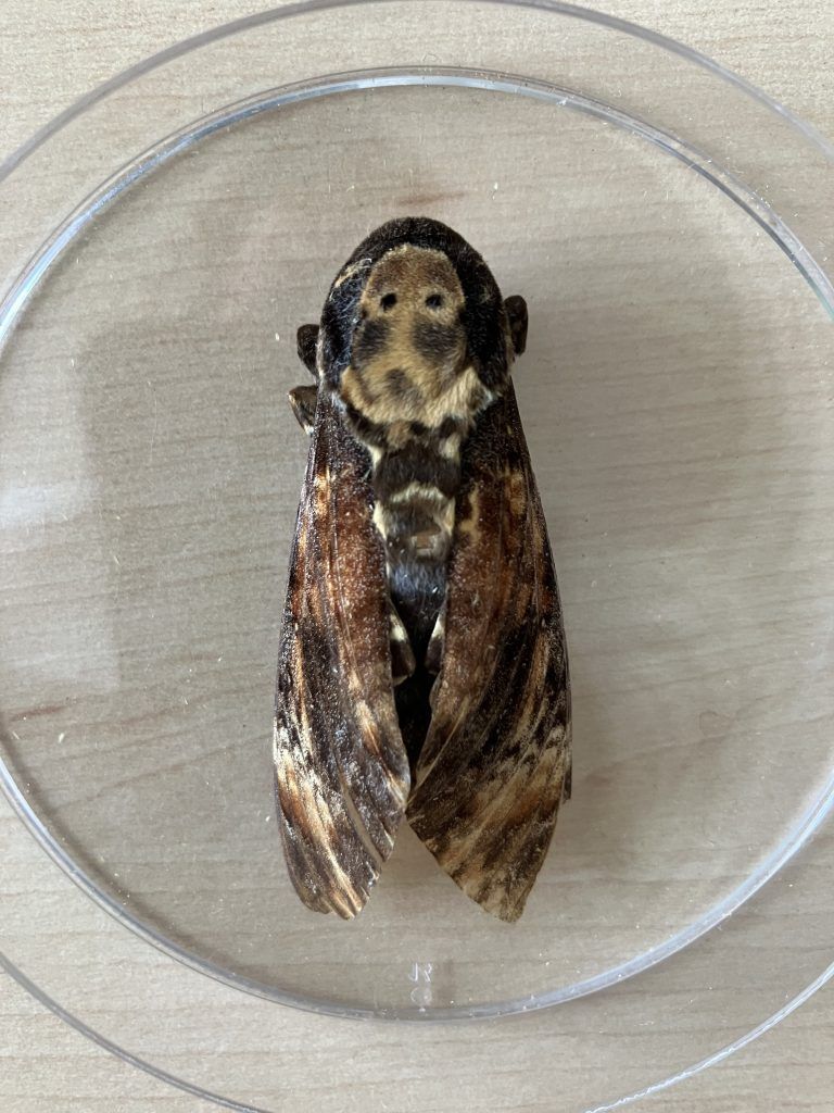 Totenkopfschwärmer