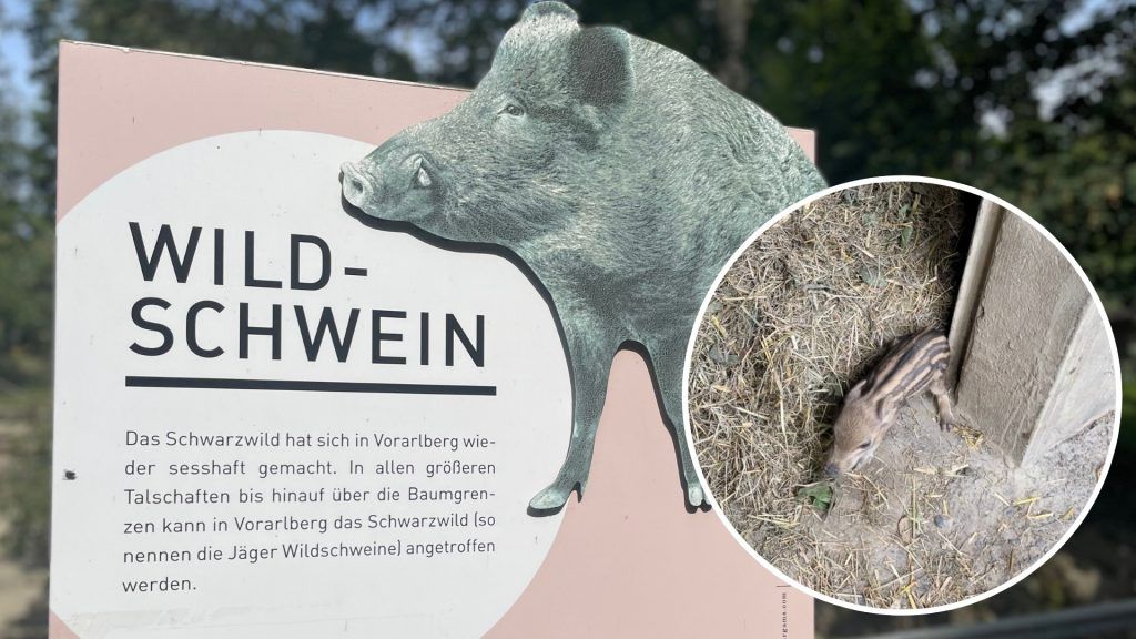Im Wildpark sind die Schweine los