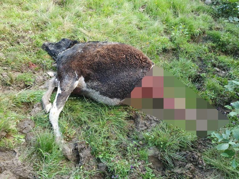 Von Wolf gerissenes Kalb