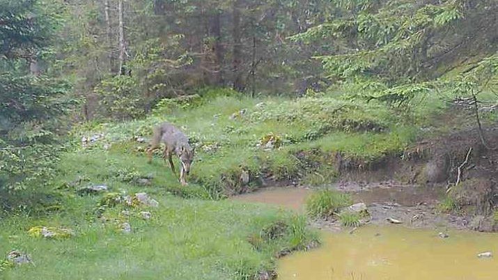 Wolf im Bregenzerwald geschossen: Hier wurde der Wolf erlegt