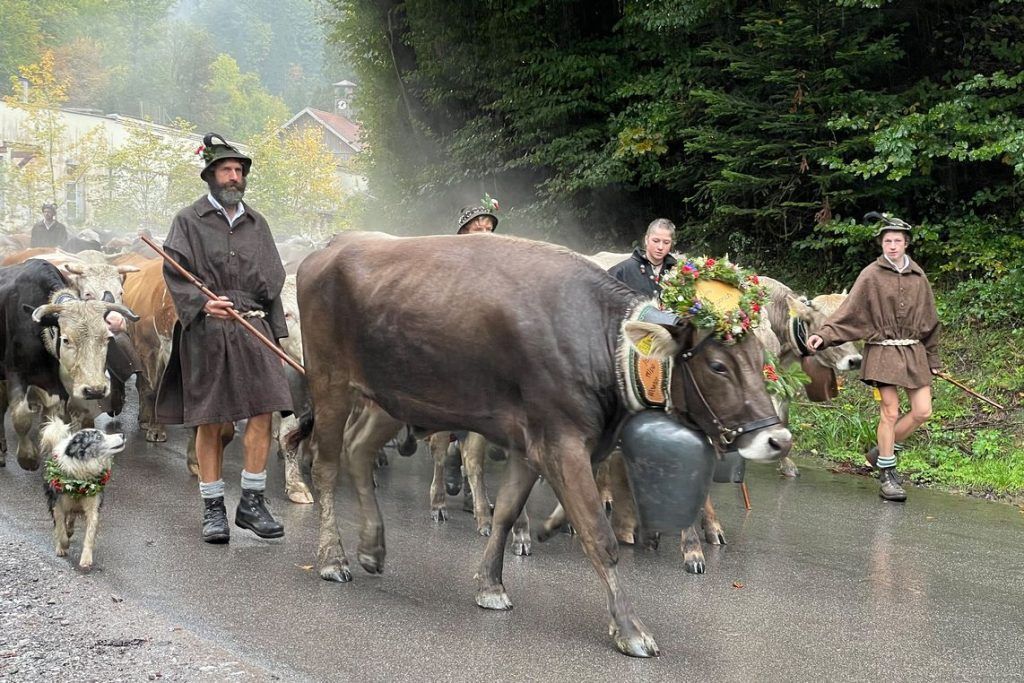 2500 Tiere kommen von den Dornbirner Alpen