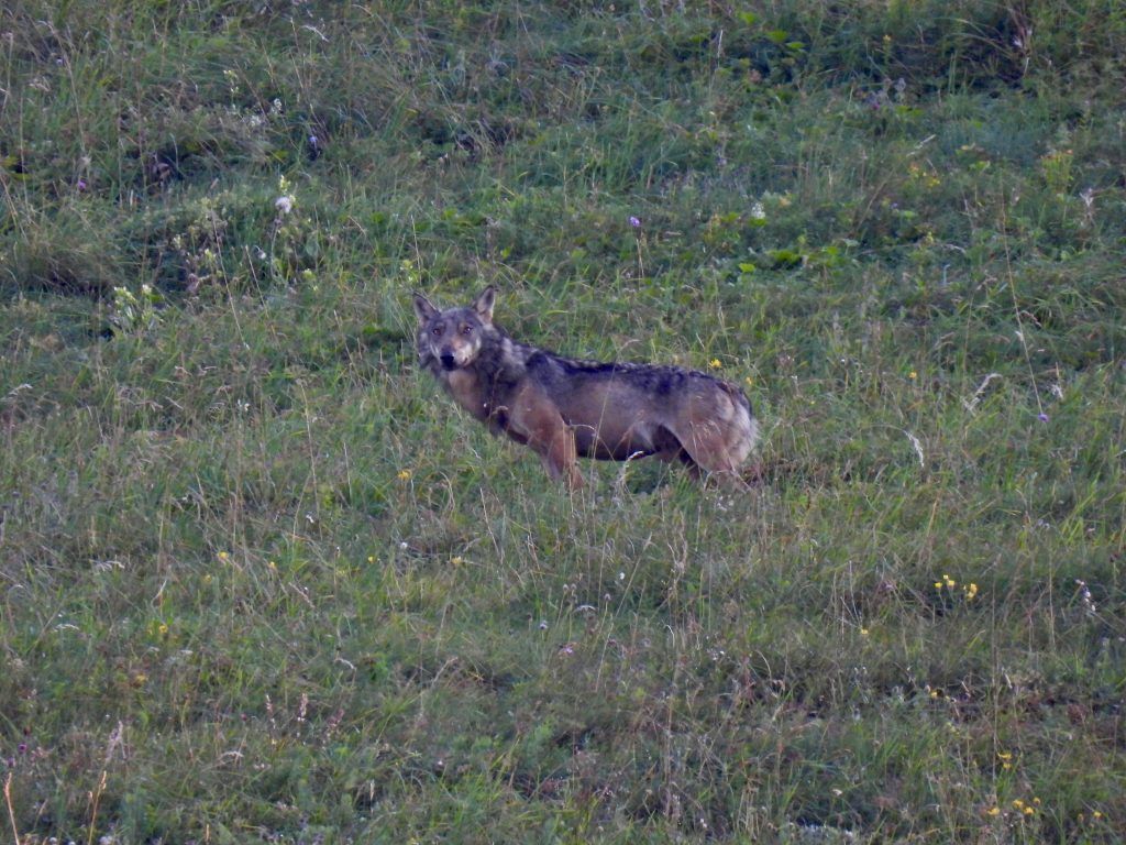 Ein Monat nach der Entnahme: War es der richtige Wolf?