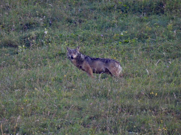 Wolf an der Kanisfluh