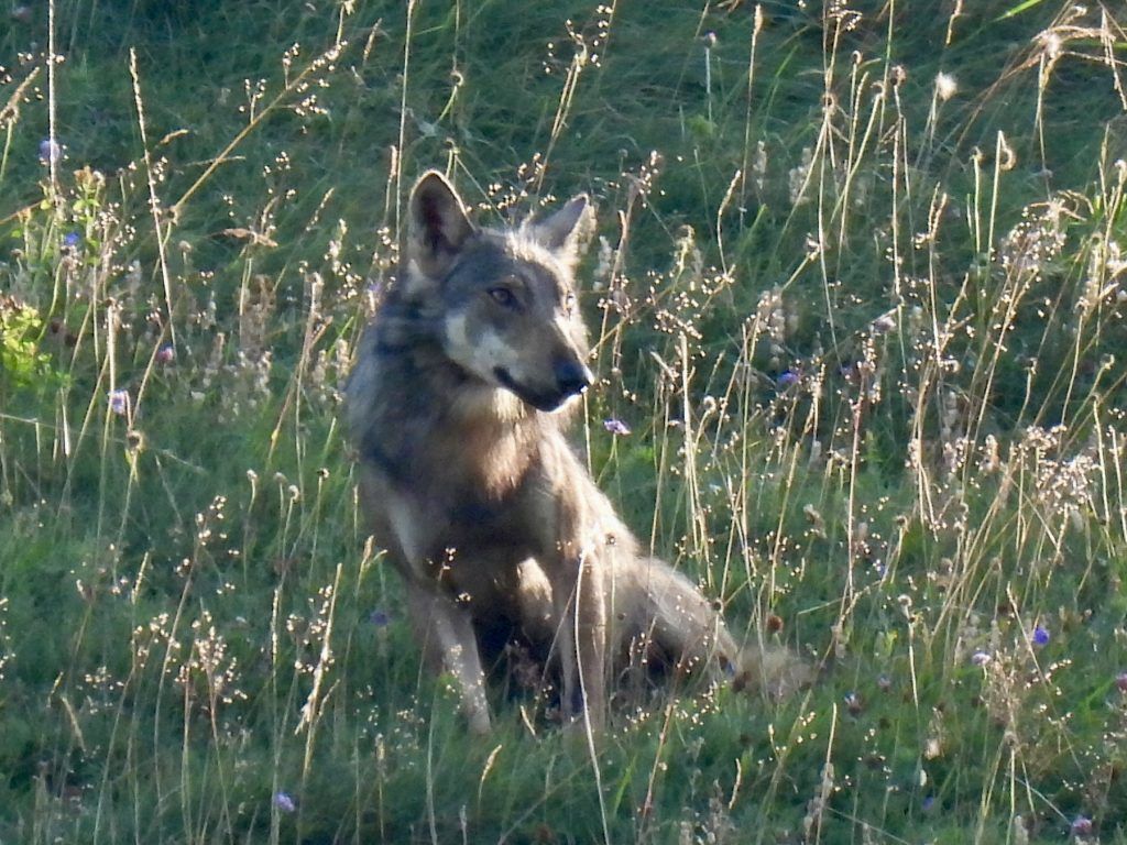 DNA-Ergebnis liegt vor: Dafür ist der Wolf von der Kanisfluh verantwortlich