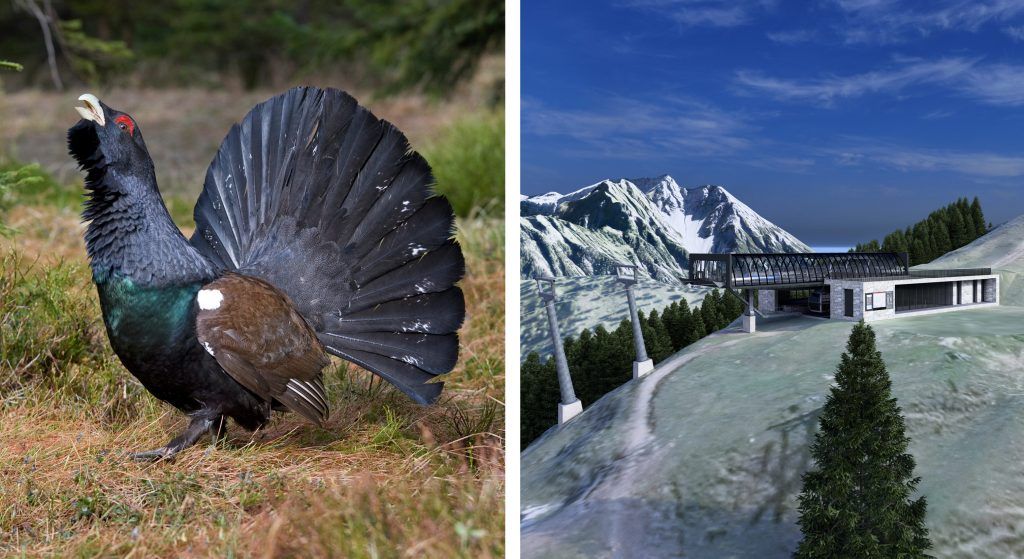 Schutzkonzept für das Auerhuhn steht: Worauf sich Besucher im Brandnertal einstellen müssen