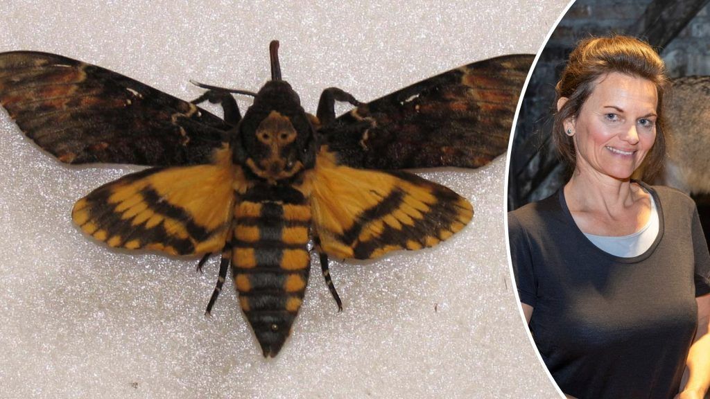 Zum Honigtrinken mit einer Tarnkappe im Bienenstock