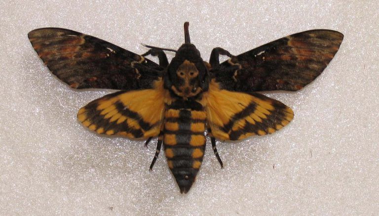Schmetterling