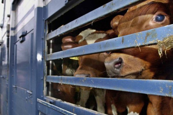 Strenge Regeln für Tiertransporte gelten ab morgen