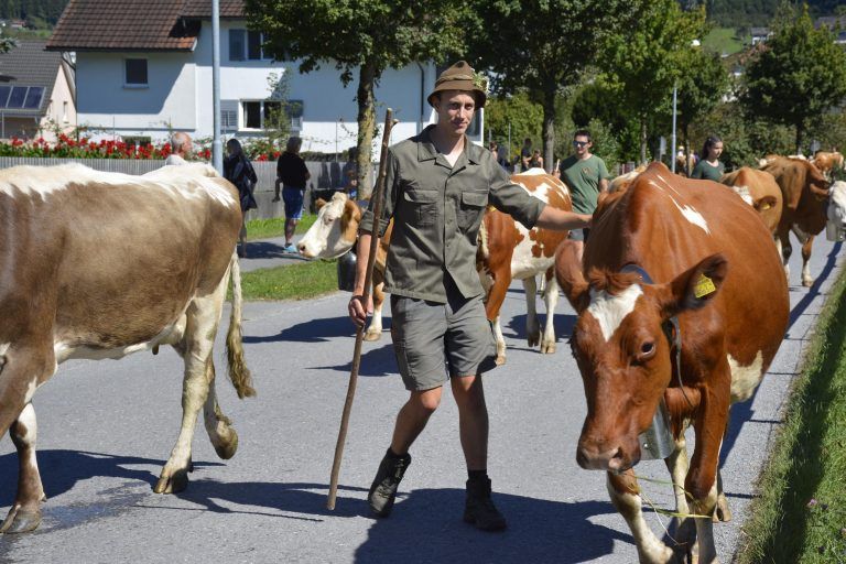 Alpabtrieb in Satteins