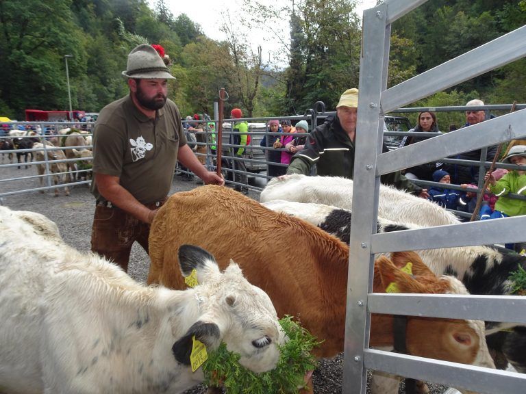 Ein paar Tiere brauchten etwas Motivation, um sie in die Hänger zu befördern. - Mit lautem Glockenklang zurück ins Tal - Alpabtrieb Dornbirn 2024