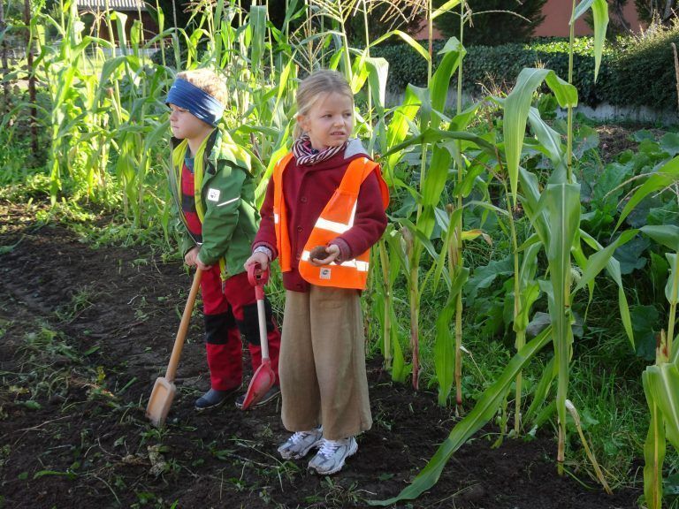Auf der Suche nach der nächsten Kartoffel. - Kleine Hände, große Ernte - Watzenegger Kindergartenkinder Kartoffelacker