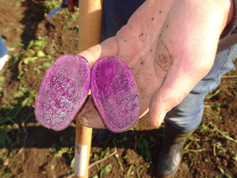 Die Kinder staunten über die bunten Farben der Kartoffeln. - Kleine Hände, große Ernte - Watzenegger Kindergartenkinder Kartoffelacker