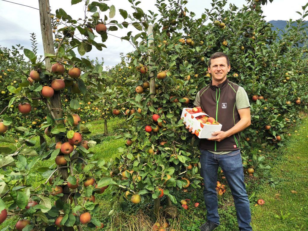 Drittbeste Ernte und der 29er als Shootingstar in der Apfelwelt