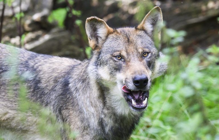 ABD0088_20240711 – SPRINGE – DEUTSCHLAND: ARCHIV – 29.08.2023, Niedersachsen, Springe: Ein Wolf steht im Gehege im Wisentgehege Springe. (zu dpa: ÇGericht: Wolf an Kste darf vorerst nicht geschossen werdenÈ) Foto: Julian Stratenschulte/dpa +++ dpa-Bildfunk +++. – FOTO: APA/dpa/Julian Stratenschulte