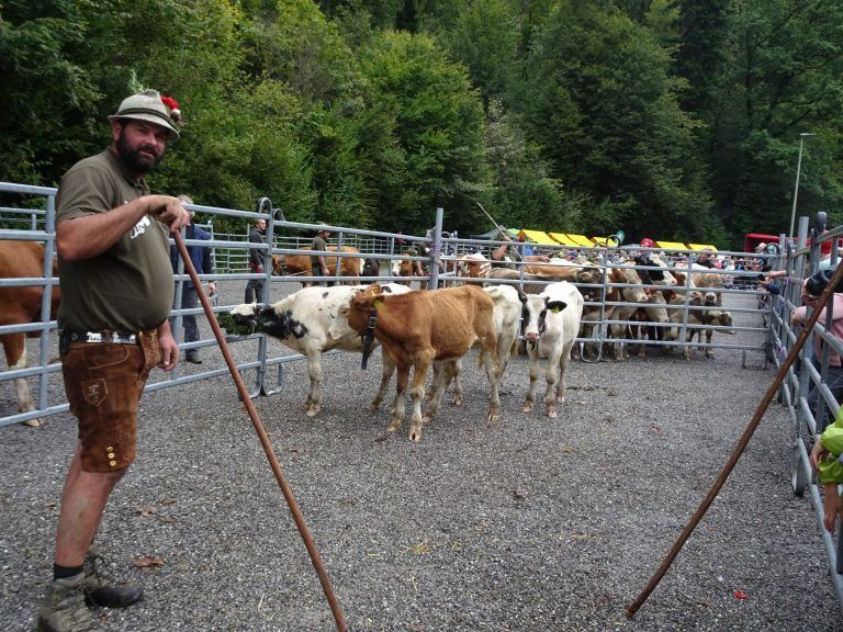 Die Älpler freuten sich, dass sie alle Tiere gesund ins Tal bringen konnten. - © cth