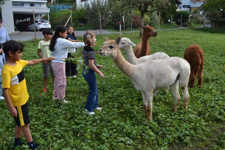 Besuch der Alpakas