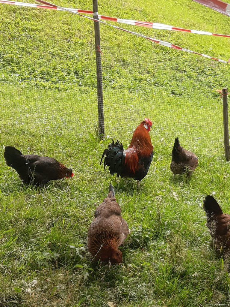 Petra Stemer, Stickerin, Montafoner Tracht, Vorarlbergerin des Tages; Bäuerinnenbuffet