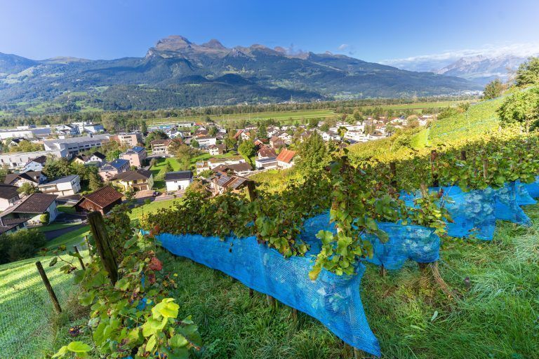 „Blauburgunder funktioniert gut bei uns" - Mit Feldkircher Winzerin Simone Aberer im Weingarten