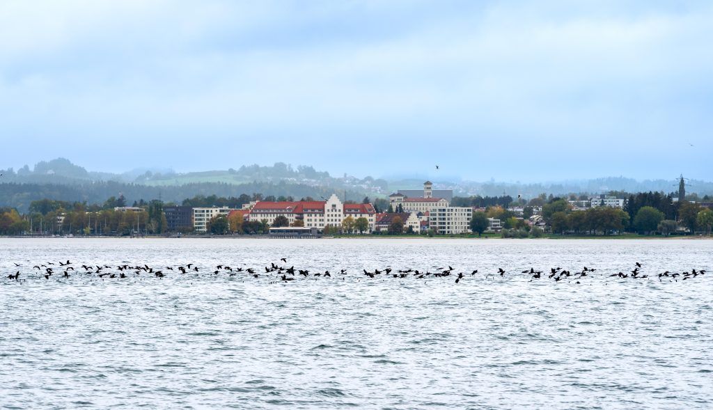 Sie sind wieder da: Kormorane nehmen Bregenzer Bucht ins Visier