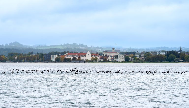 Sie sind wieder da: Kormorane nehmen Bregenzer Bucht ins Visier