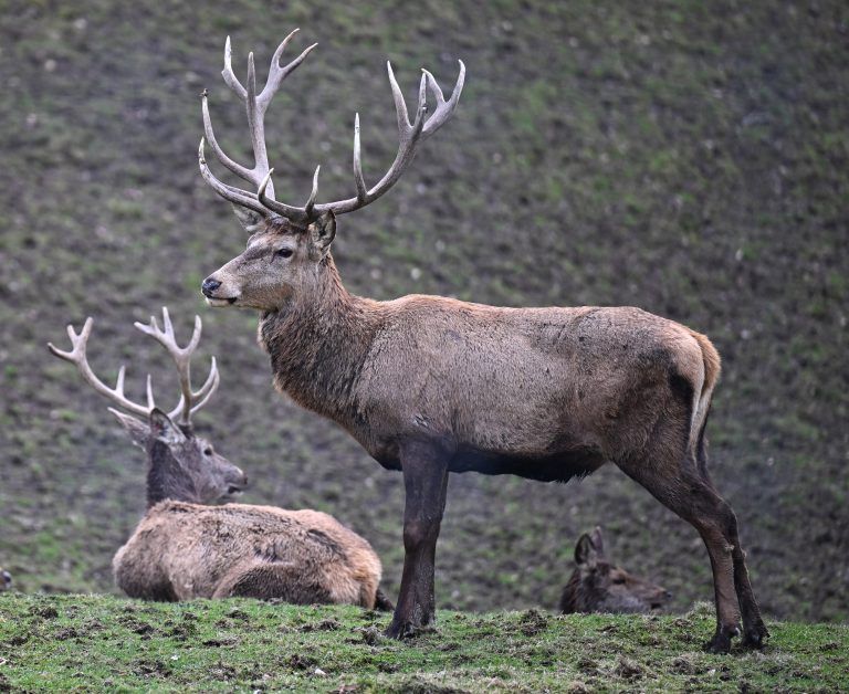 ABD0004_20240309 – ELSBETHEN –
STERREICH: ++ THEMENBILD ++ Rotwild-Hirsche in einem Waldgehege auf der Erentrudisalm bei Salzburg, am Donnerstag, 7. Mrz 2024. – FOTO: APA/BARBARA GINDL