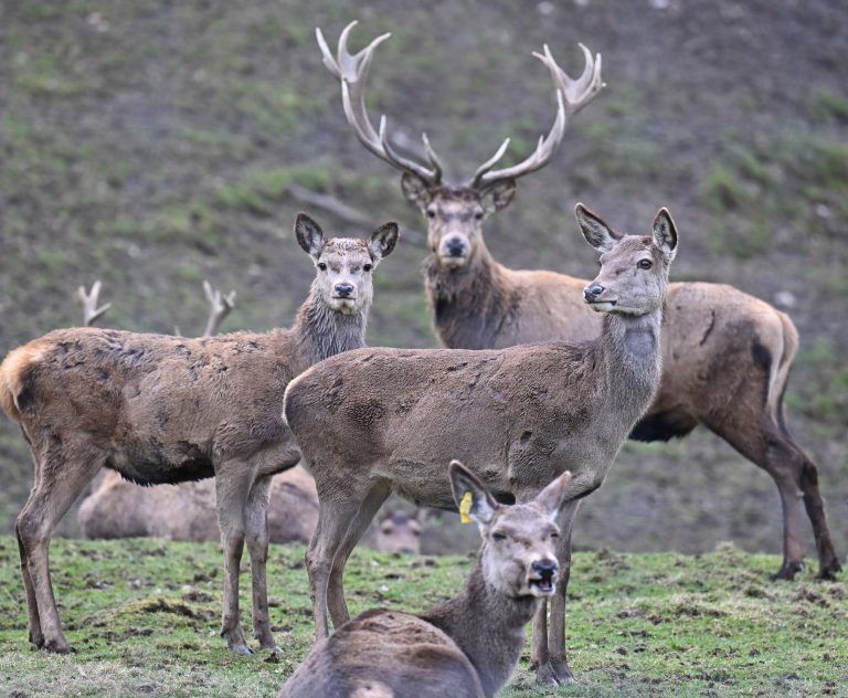 ABD0007_20240309 – ELSBETHEN – STERREICH: ++ THEMENBILD ++ Eine Gruppe Rotwild in einem Waldgehege auf der Erentrudisalm bei Salzburg, am Donnerstag, 7. Mrz 2024. – FOTO: APA/BARBARA GINDL