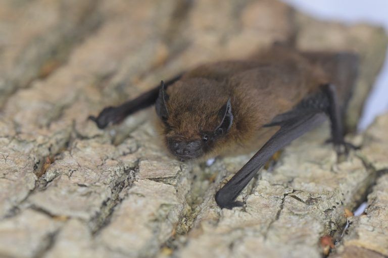 Fledermaus Wildtierhilfe Vorarlberg
