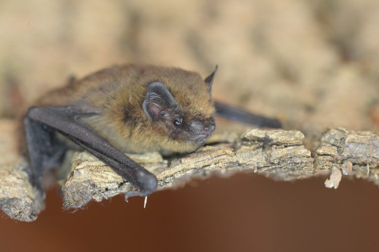 Fledermaus Wildtierhilfe Vorarlberg