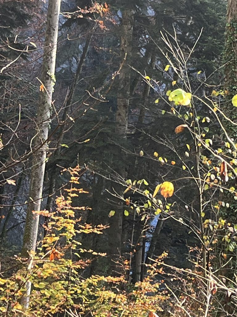 Mühletobelbach, Verpachtung