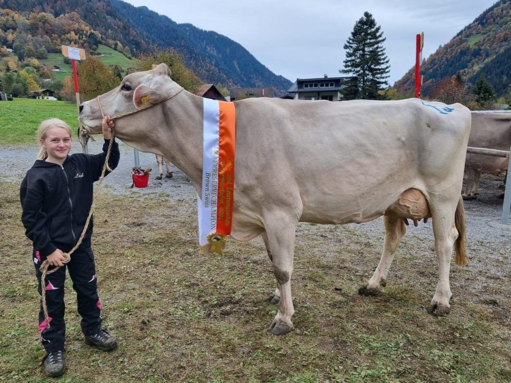 Viehausstellung Innermontafon: Brown-Swiss-Kühe glänzen in St. Gallenkirch