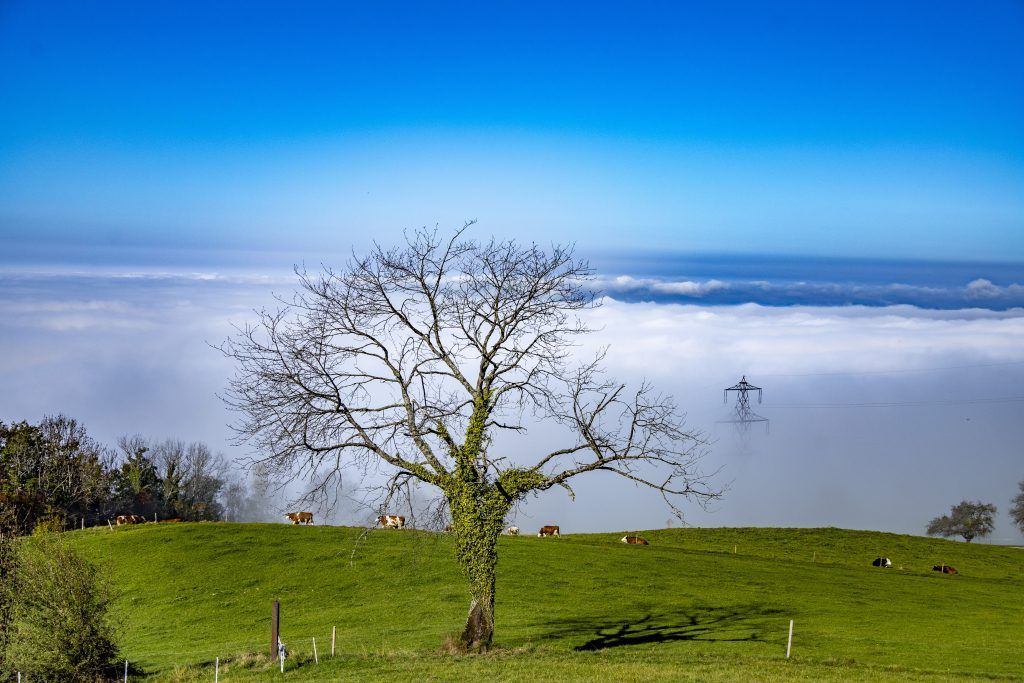 Der Nebel, ein vertrauter Gast im Rheintal