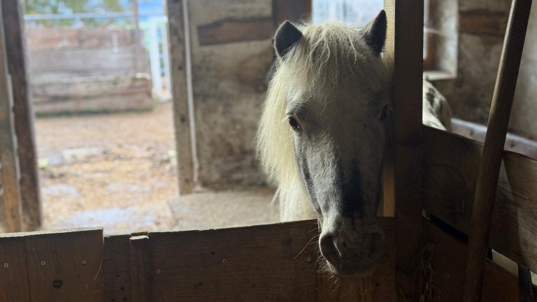 Rudi Längle Sulzberg Hof Tierhilfe