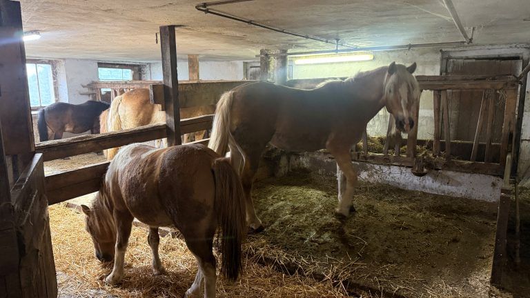Rudi Längle Sulzberg Hof Tierhilfe