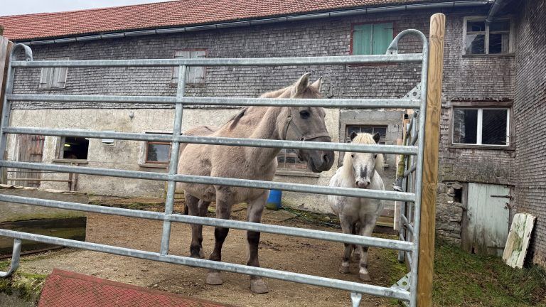 Rudi Längle Sulzberg Hof Tierhilfe