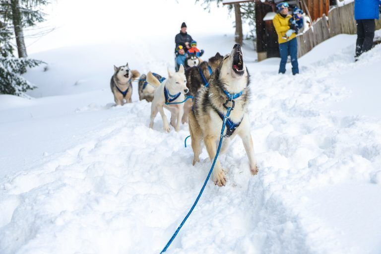 Schneereportage mit Russpreistrger Husky Toni