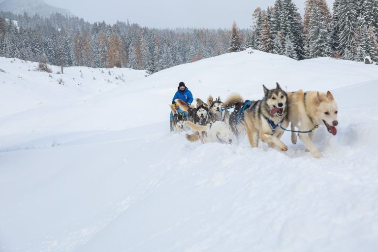 Schneereportage mit Russpreistrger Husky Toni