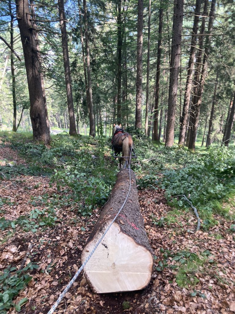Mit Pferdestärke unterwegs im Wald : In enger Zusammenarbeit meistern Nenning und Primus jede Herausforderung im Wald.